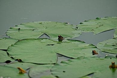 点击式城市建设游戏《Blocktopia》Steam页面开放 发行日期待定